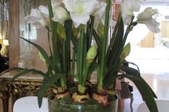 Grand Pot Amaryllis blancs H 110 cm Ø 45 cm