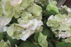 Détail fleur hortensia vert/rose pale