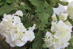Détail fleur hortensia blanc