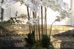 Pot orchidées blanches H 120 cm Ø 60 cm