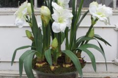 Coupe 9 Amaryllis Blancs H 110 Ø 45