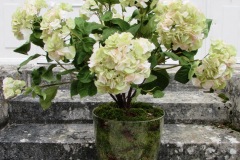 Pot Hortensias vert/rose pale H 120 cm Ø 90 cm