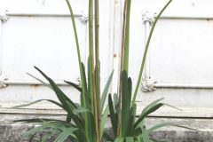 Potée Agapanthes blanches 110 cm