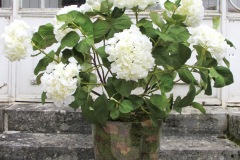 Pot Hortensias blancs 120 cm Ø 90 cm