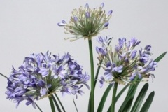 Détail fleur Agapanthe bleue