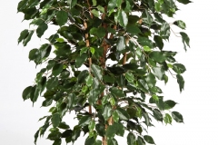 ficus vert