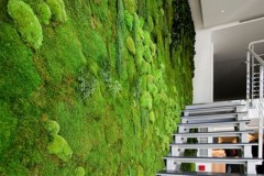 Mur végétalisé en mousse et lichen stabilisés