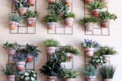 MUR-PLANTES-POTAGER